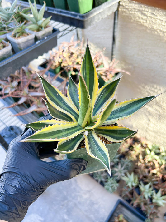 Agave kerchovei var. pectinata | Imported Rare Agave | 4" Planter