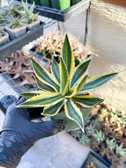 Agave kerchovei var. pectinata | Imported Rare Agave | 4" Planter