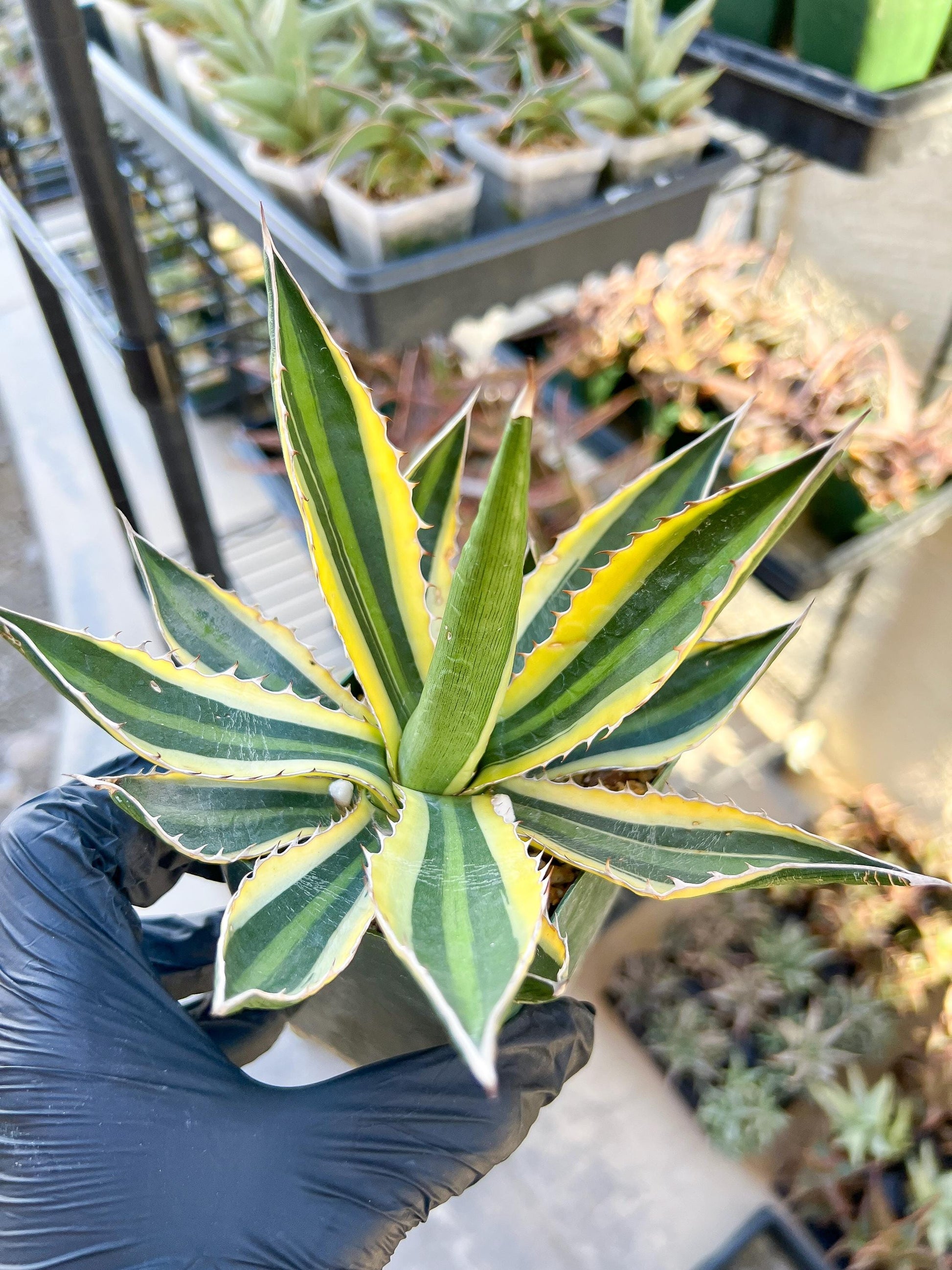 Agave kerchovei var. pectinata | Imported Rare Agave | 4" Planter