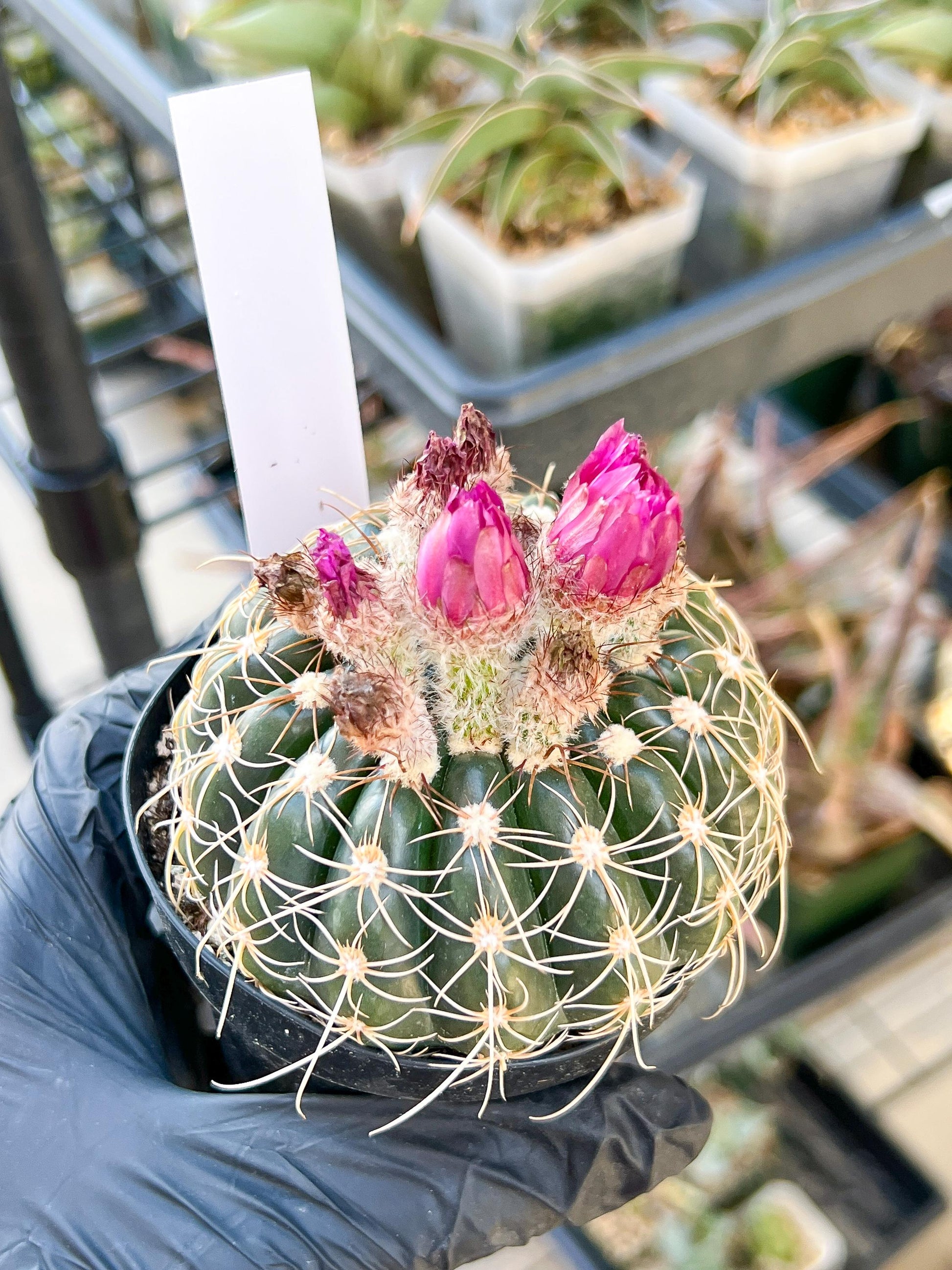 Notocactus Uebelmannianus | Rare succulent | 3.5" Planter