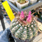 Notocactus Uebelmannianus | Rare succulent | 3.5" Planter