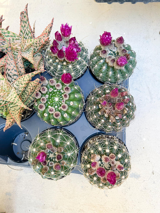 Notocactus Uebelmannianus | Rare succulent | 3.5" Planter