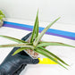 Sansevieria Lanta XL | Let a Unique Plant Bring Peace to Your Space