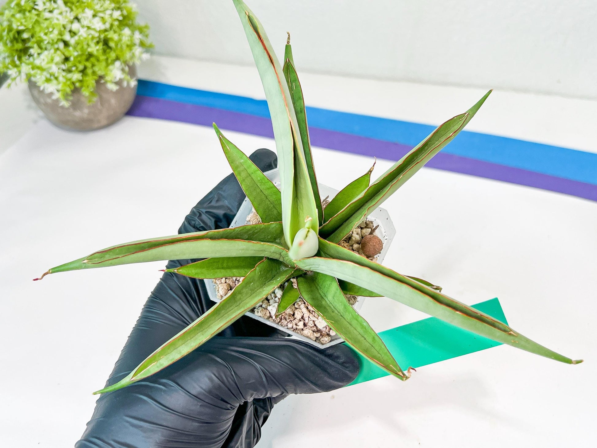 Sansevieria Lanta XL | Let a Unique Plant Bring Peace to Your Space