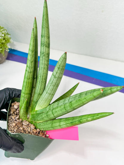 Sansevieria Silver Crown Medium (#C7) | Rare Imported Snake Plant