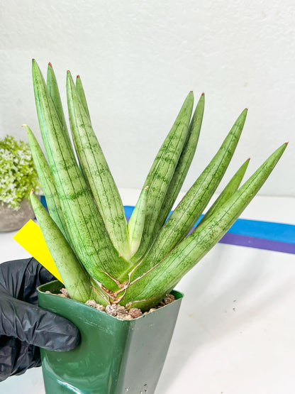 Sansevieria Silver Crown Medium (#C7) | Rare Imported Snake Plant