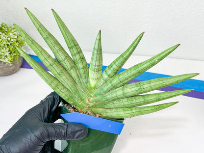 Sansevieria Silver Crown Medium (#C7) | Rare Imported Snake Plant
