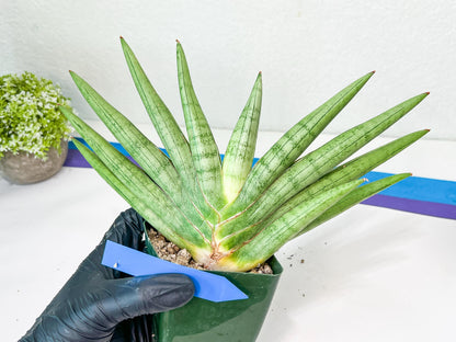 Sansevieria Silver Crown Medium (#C7) | Rare Imported Snake Plant