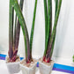 Sansevieria Tornadus (B3) | New Hybrids Imported