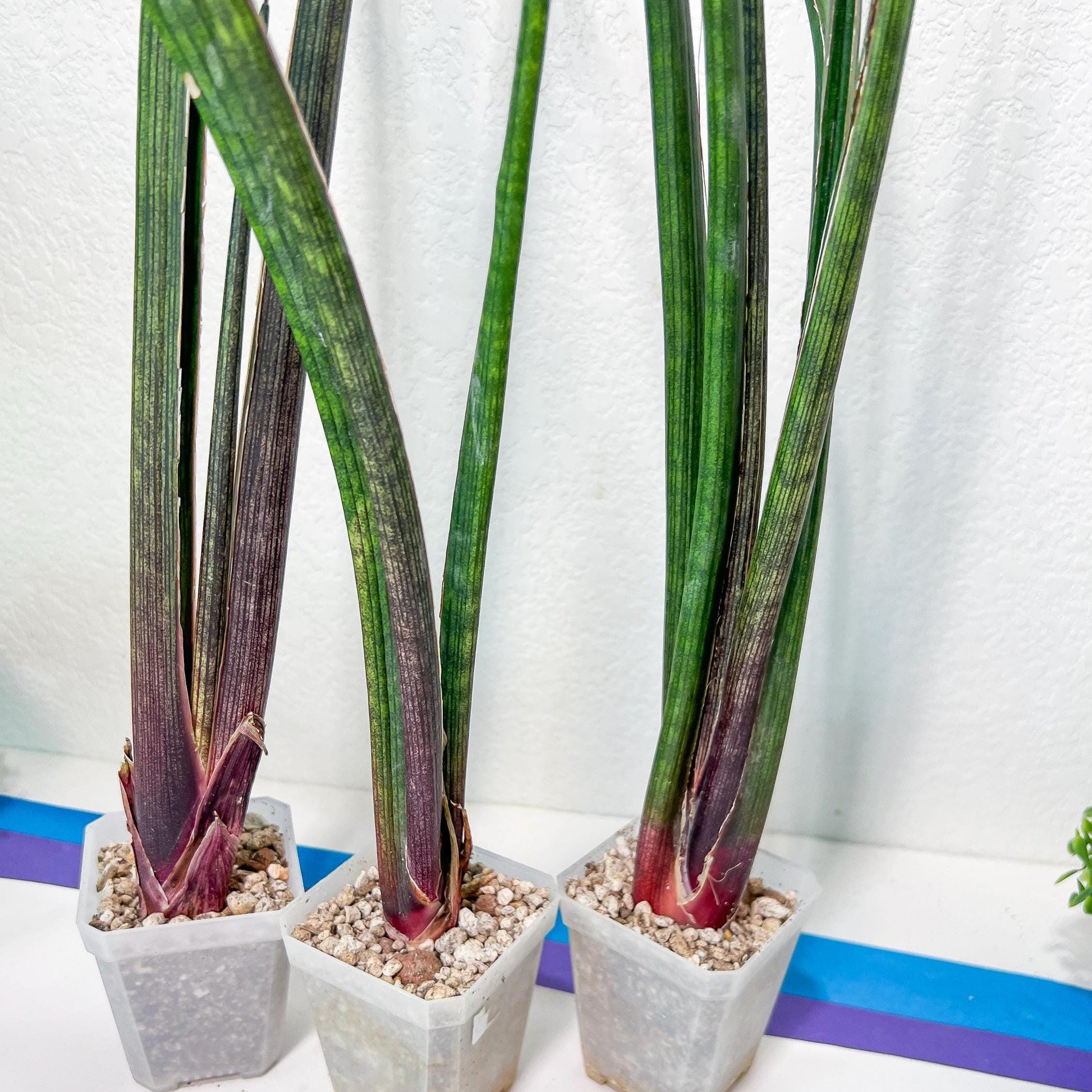 Sansevieria Tornadus (B3) | New Hybrids Imported