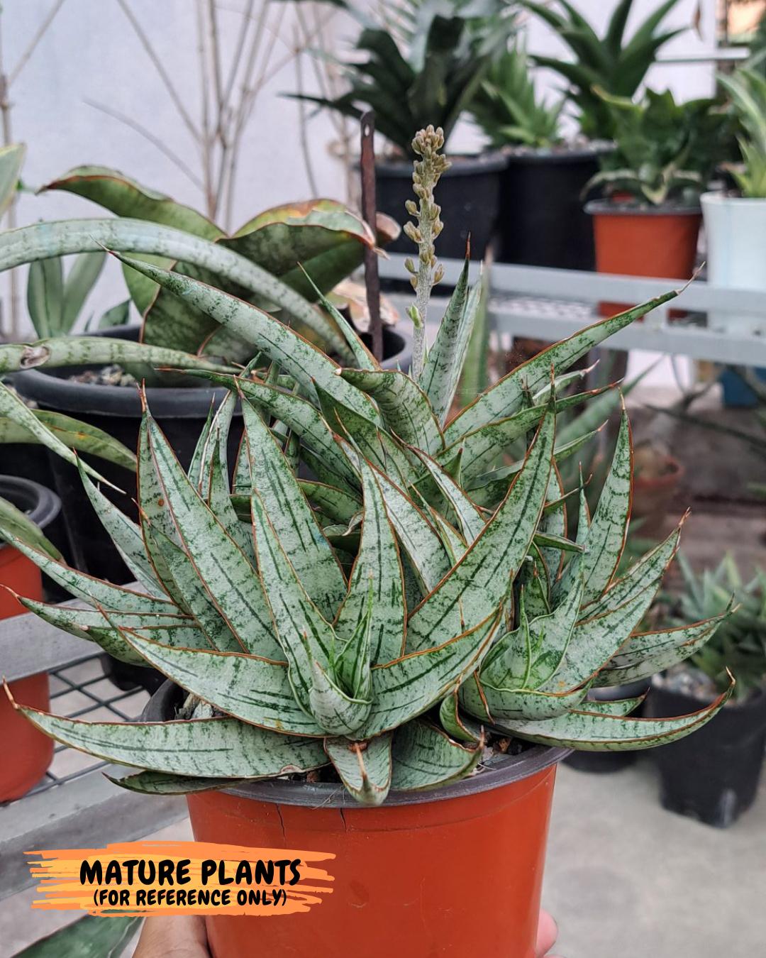 Sansevieria Sweet Celery (H31) | A rare plant a day keeps the boredom away