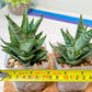 Sansevieria Sweet Celery (H31) | A rare plant a day keeps the boredom away