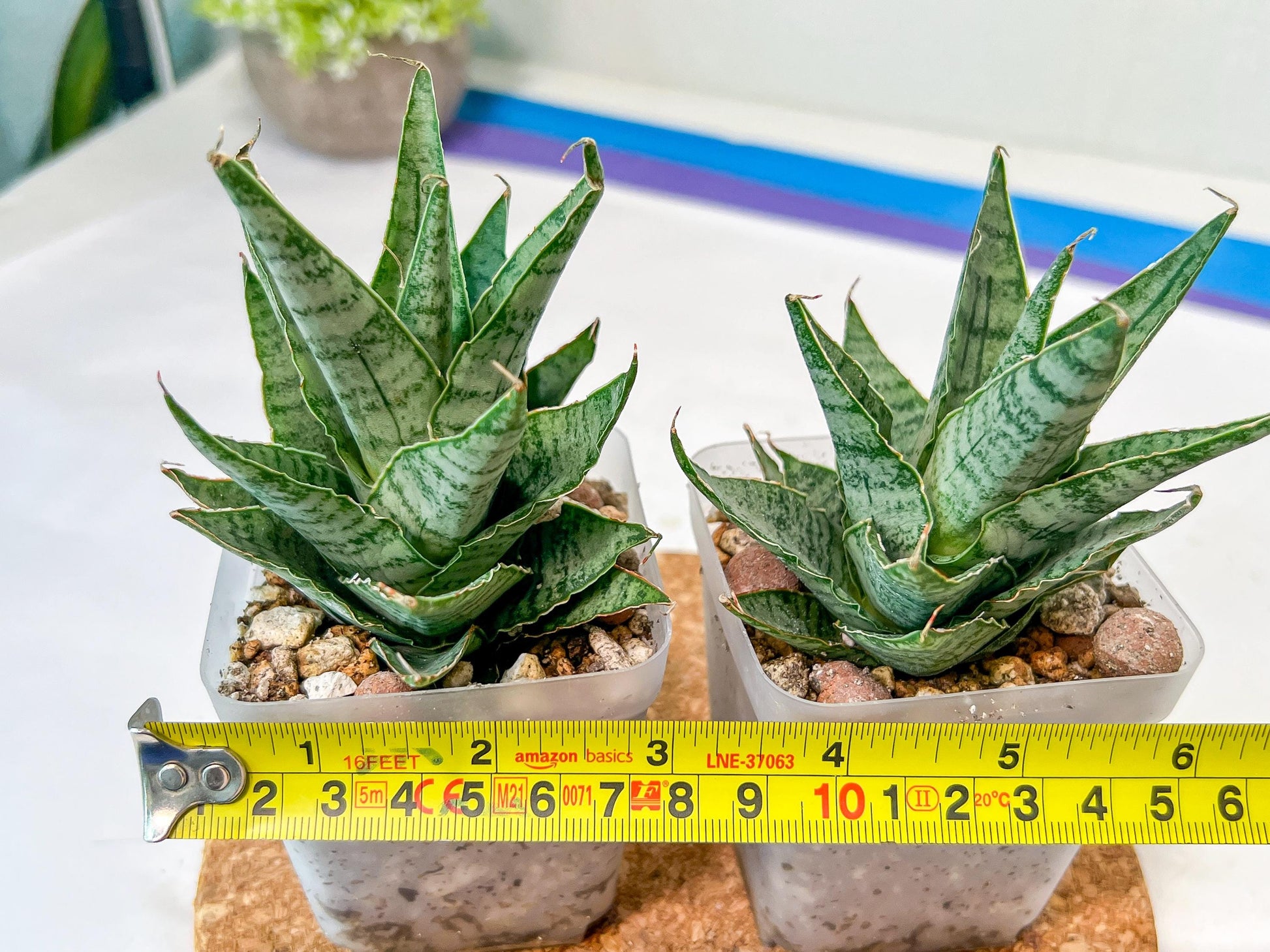 Sansevieria Sweet Celery (H31) | A rare plant a day keeps the boredom away