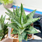 Sansevieria Sweet Celery (H31) | A rare plant a day keeps the boredom away