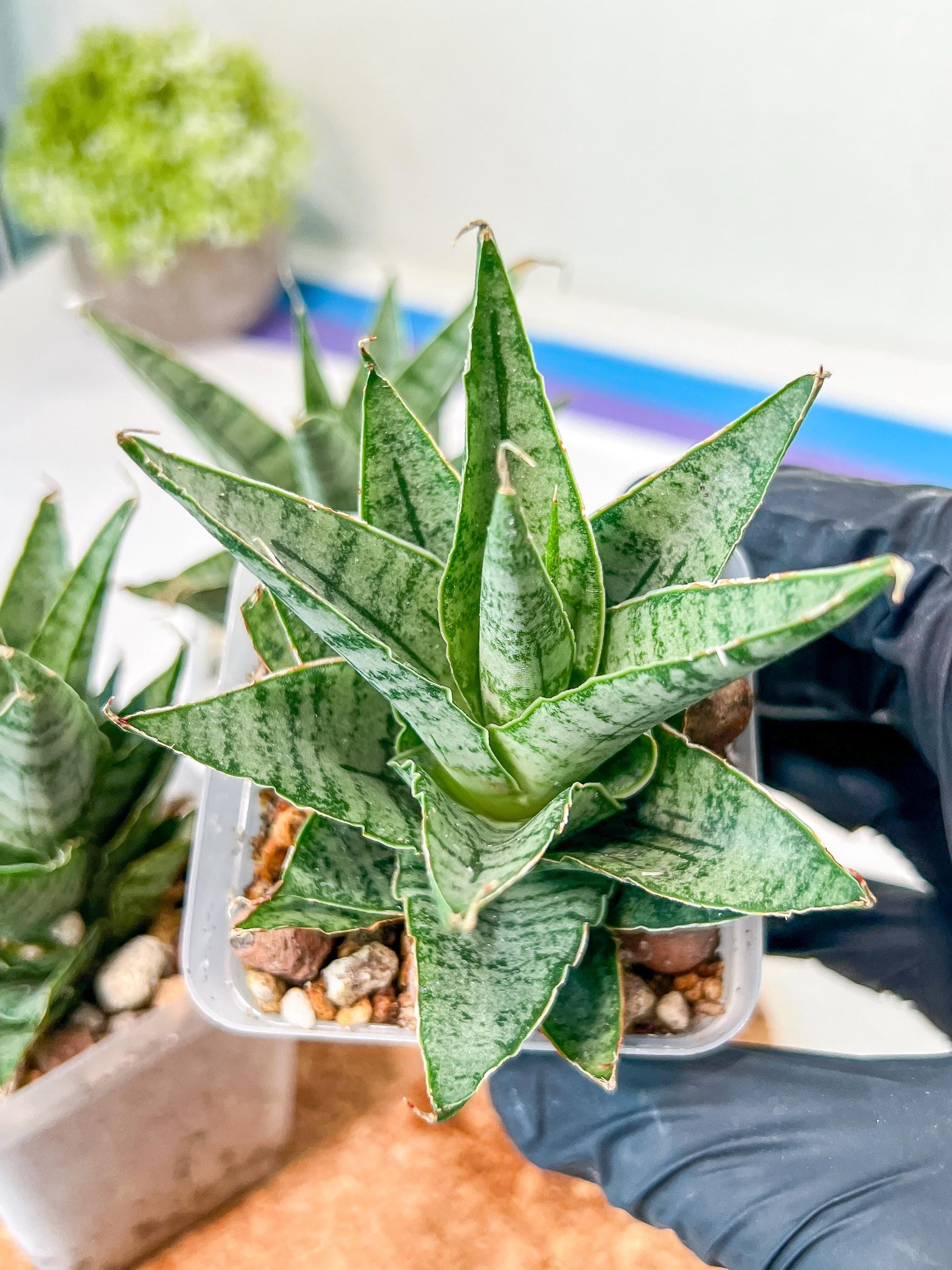 Sansevieria Sweet Celery (H31) | A rare plant a day keeps the boredom away