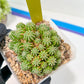 Sepulta Cluster Cactus | Madagascar | Imported Plants