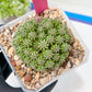 Sepulta Cluster Cactus | Imported Cactus | Rare Succulent