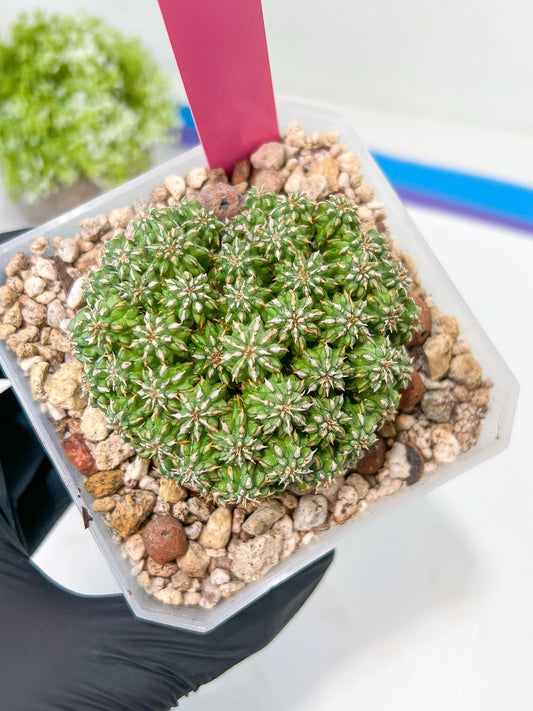 Sepulta Cluster Cactus | Imported Cactus | Rare Succulent