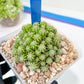 Sepulta Cluster Cactus | Madagascar | Imported Plants