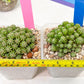 Sepulta Cluster Cactus | Madagascar | Imported Plants