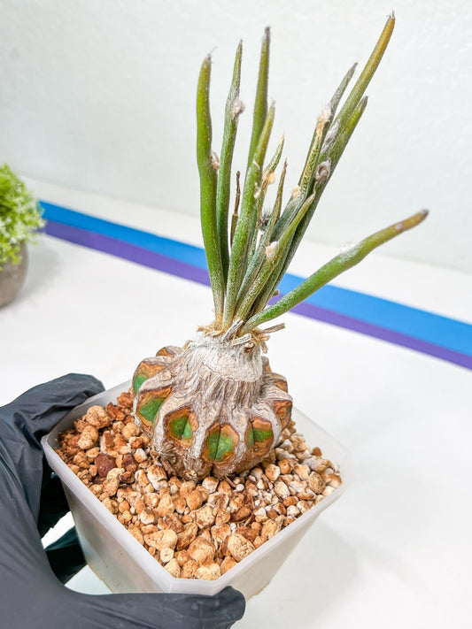 Caput Medusae Grafted | Cactus Indoors | Live Rare Cactus