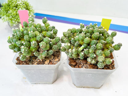 Tephrocactus Rossianus | Drought-Tolerant