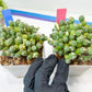 Tephrocactus Rossianus | Drought-Tolerant