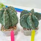 Large AstroCactus Fukryu Kabuto| Imported Cactus | Rare Succulent