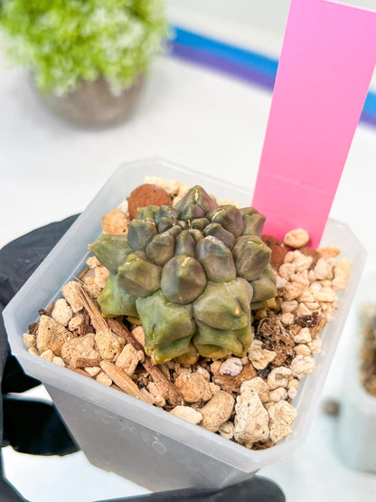 Gymnocalycium Montrose | Imported Cactus | Rare Succulent