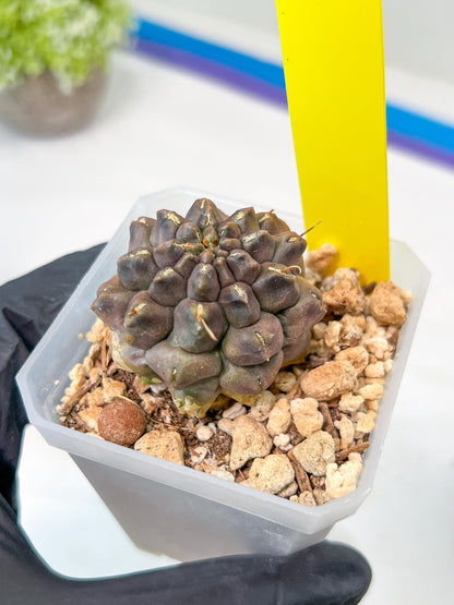 Gymnocalycium Montrose | Imported Cactus | Rare Succulent