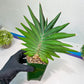 Sansevieria Sawasdee XXL | Choose Your Extraordinary Plant | (D4)(1~3)
