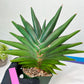 Sansevieria Sawasdee XXL | Choose Your Extraordinary Plant | (D4)(1~3)