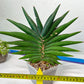 Sansevieria Sawasdee XXL | Choose Your Extraordinary Plant | (D4)(1~3)