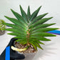 Sansevieria Sawasdee XXL | Choose Your Extraordinary Plant | (D4)(1~3)