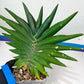 Sansevieria Sawasdee XXL | Choose Your Extraordinary Plant | (D4)(1~3)