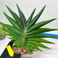Sansevieria Sawasdee XXL | Choose Your Extraordinary Plant | (D4)(1~3)