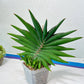 Sansevieria Sawasdee XXL | Choose your own Plants | (D4)