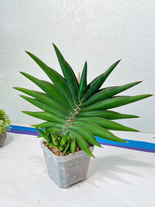 Sansevieria Sawasdee XXL | Choose your own Plants | (D4)