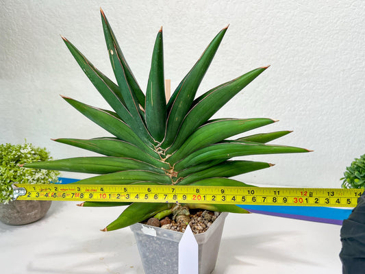 Sansevieria Sawasdee XXL | Choose your own Plants | (D4)