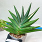 Sansevieria Sawasdee XXL | Choose your own Plants | (D4)