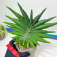 Sansevieria Sawasdee XXL | Choose your own Plants | (D4)