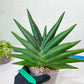 Sansevieria Sawasdee XXL | Choose your own Plants | (D4)