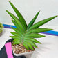 Sansevieria Sawasdee XXL | Choose your own Plants | (D4)
