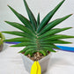 Sansevieria Sawasdee XXL | Choose your own Plants | (D4)