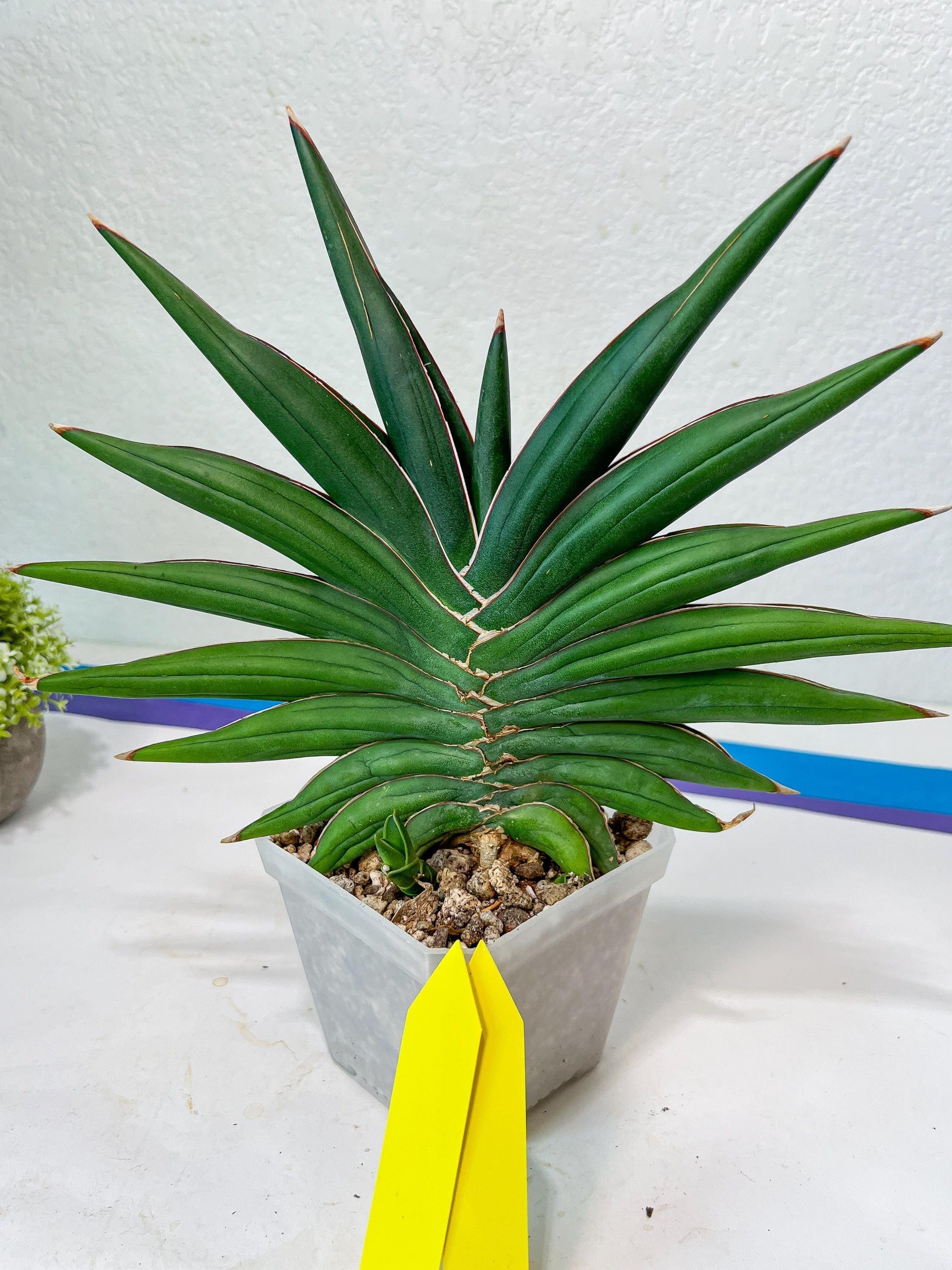 Sansevieria Sawasdee XXL | Choose your own Plants | (D4)