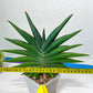 Sansevieria Sawasdee XXL | Choose your own Plants | (D4)