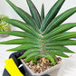 Sansevieria Sawasdee XXL | Choose your own Plants | (D4)