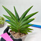 Sansevieria Sawasdee XXL | Choose your own Plants | (D4)