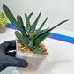 Gasteria Pillansii | South African Plants