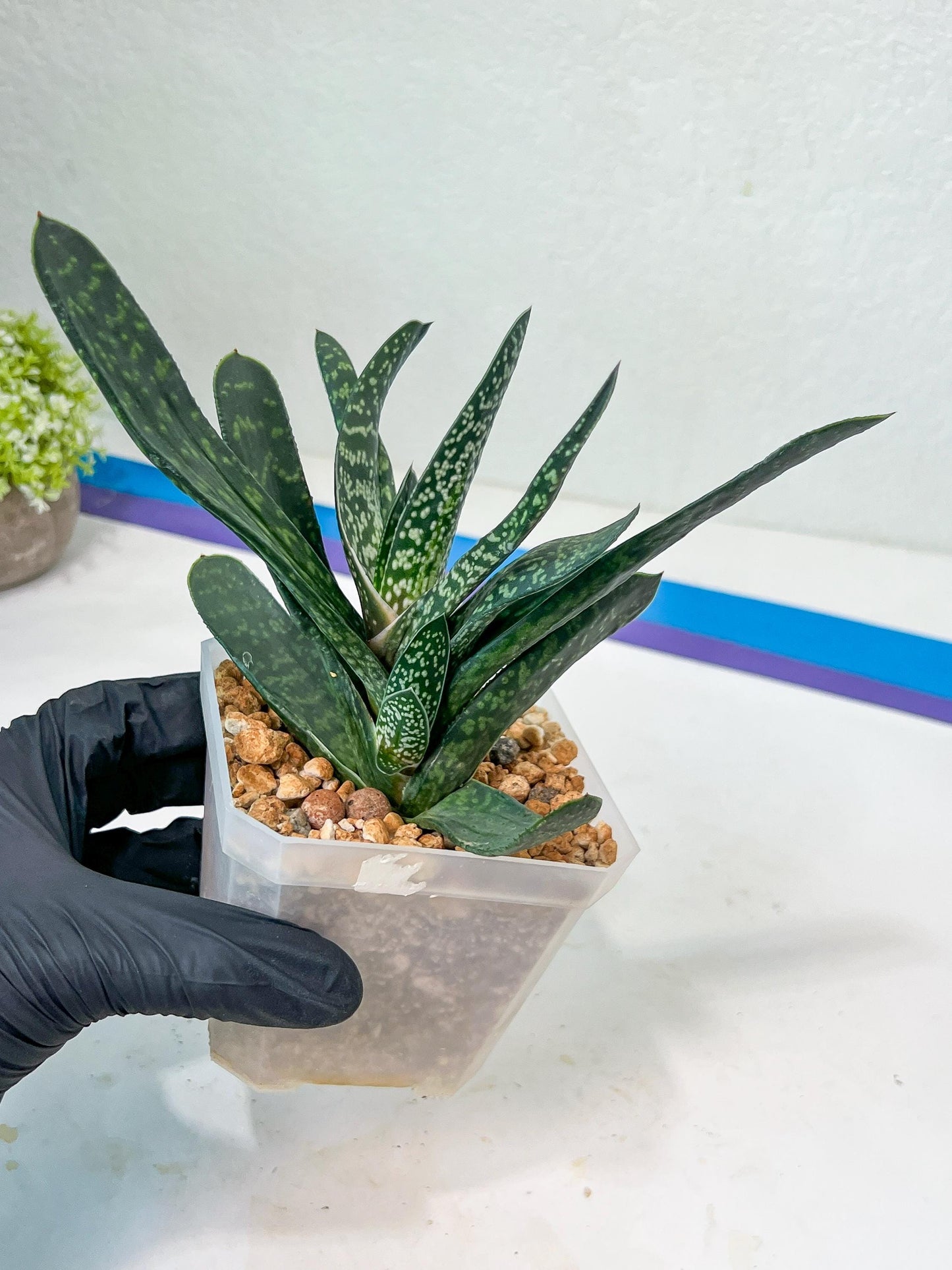 Gasteria Pillansii | South African Plants